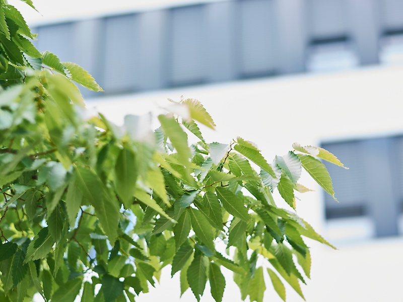 Blühender Baum vor einem Bürogebäude 